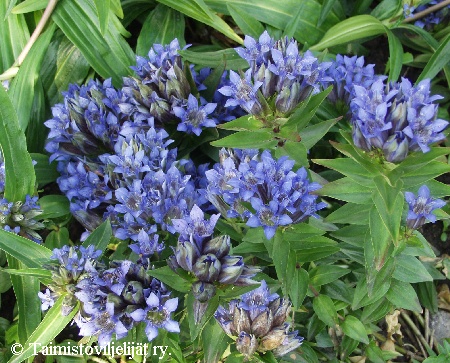 Gentiana septemfida